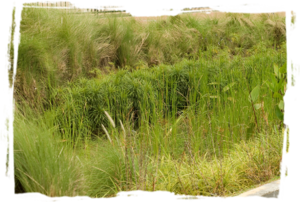 grasses raingarden.png