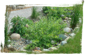 rocky raingarden.png